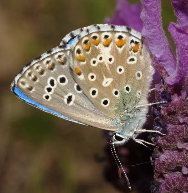 Adonis Blue, underwing view, Querence, Algarve