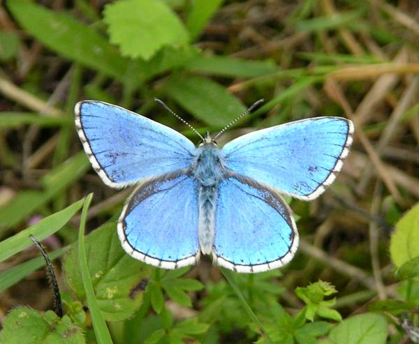 Adonis Blue butterfly, Polyommatus bellargus (male), open wing view
