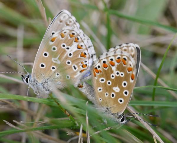 A mating pair of Adonis Blue butterflies, Polyommatus bellargus (male and female) underwing view