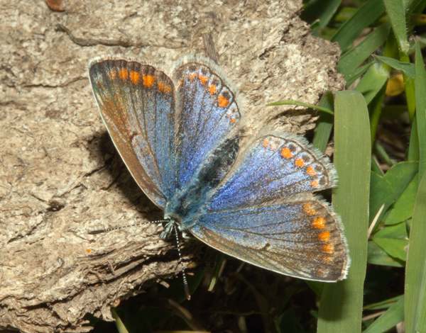 Common Blue butterfly - Algarve