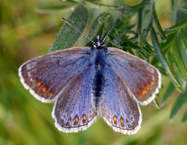 A female Common Blue with more blue colouring to its upperwings