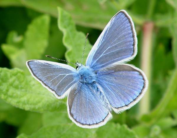 Male Common Blue butterfly