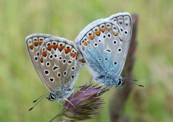 Paired Common Blue butterflies, Bulgaria