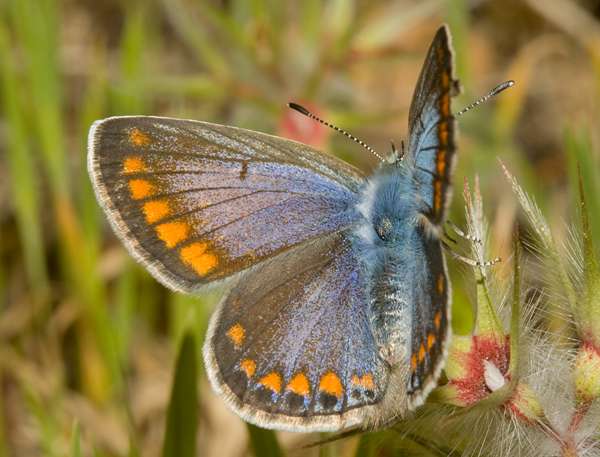 Female Common Blue with open wings