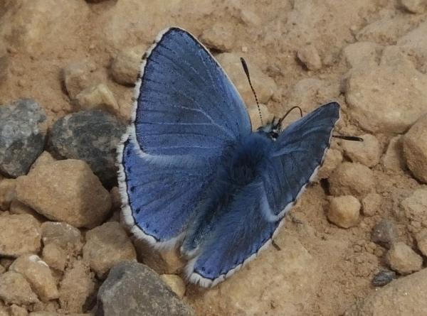Male Common Blue butterfly, southern France