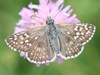 Grizzled Skipper Butterfly, Pyrgus malvae