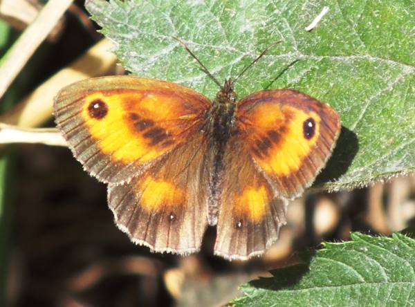Gatekeeper butterfly, West Wales July 2021