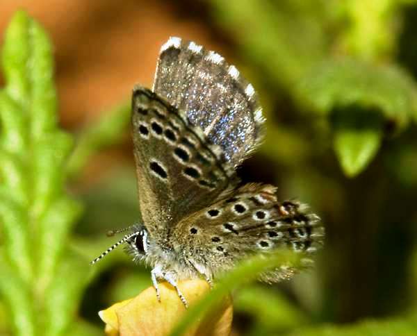 Chequered Blue Butterfly - Scolitantides orion
