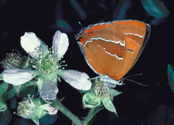 Brown Hairstreak Butterfly, Thecla betulae