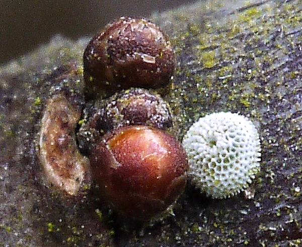 Egg of Brown Hairstreak Butterfly, Thecla betulae