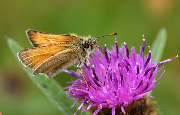 Essex Skipper Butterfly - Thymelicus lineola