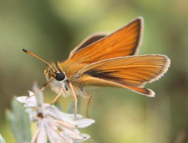 Small Skipper Butterfly - Thymelicus sylvestris (male)