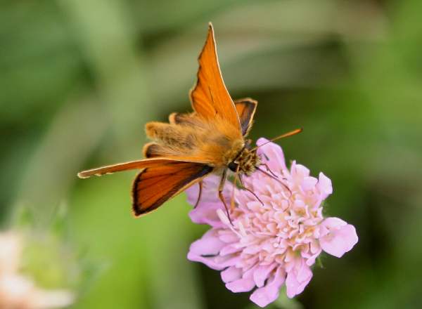 Small Skipper Butterfly - Thymelicus sylvestris