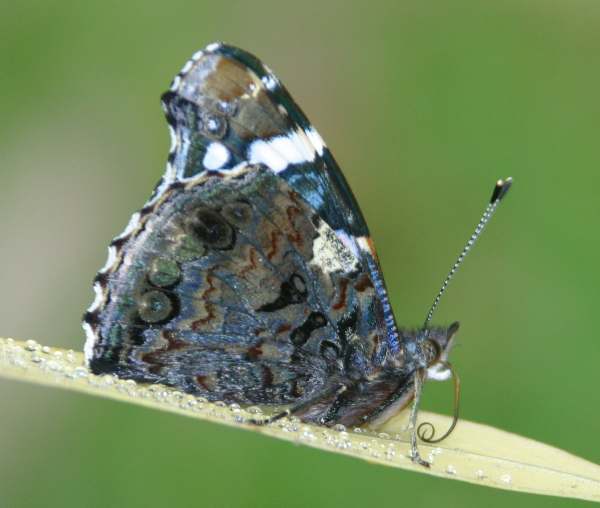 Red Admiral butterfly - underwing view