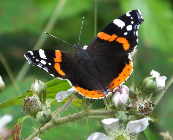 Red Admiral butterfly, Wales UK