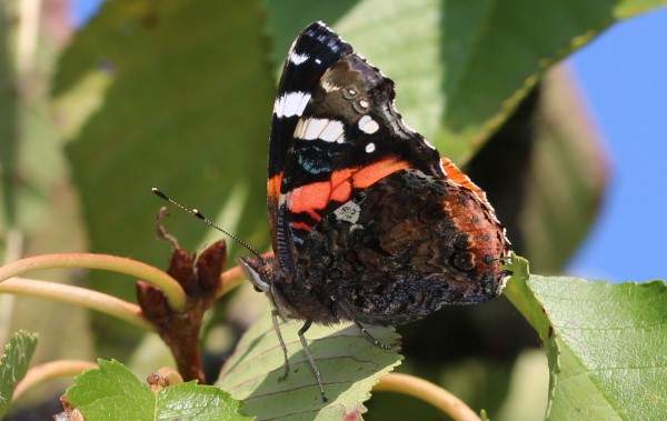 Red Admiral, southern France