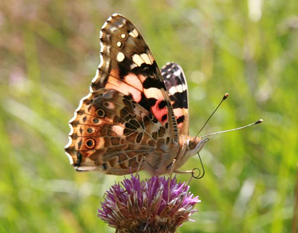 Painted Lady butterfly - wings closed