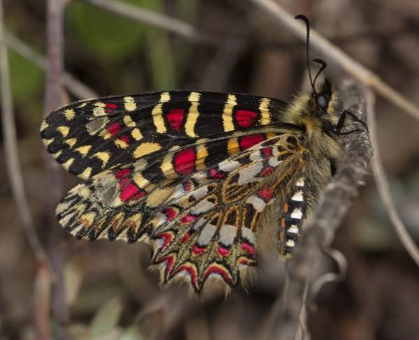Spanish Festoon butterfly, Algarve, Portugal - underwing view