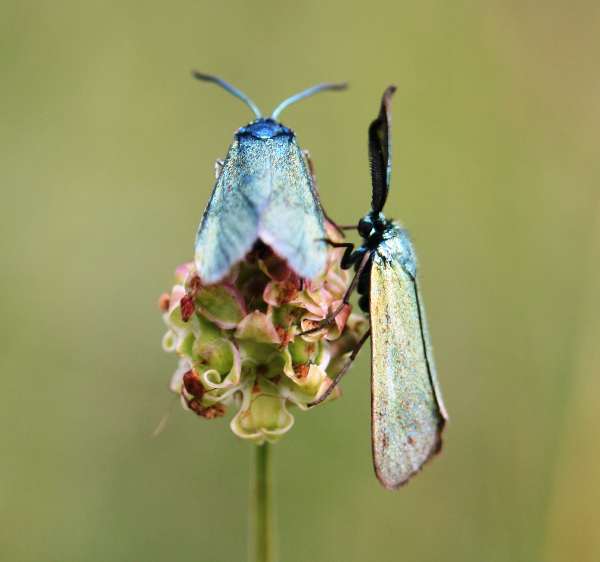 Forester Moths, male and female