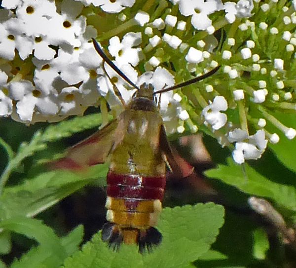 Broad-bordered Bee Hawk-moth