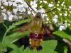 Broad-bordered Bee Hawk-moth