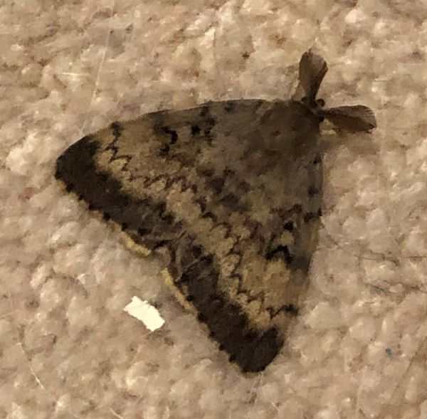 AGypsy Moth - Lymantria dispar