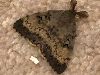 Lymantria dispar, Gypsy Moth
