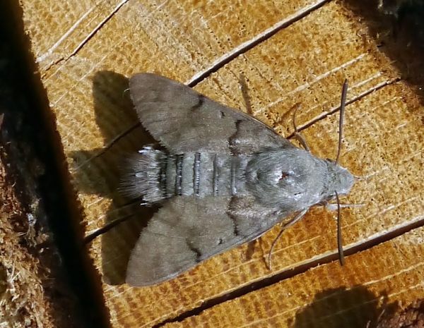 Hummingbird Hawk-moth at rest
