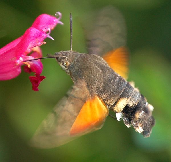Hummingbird Hawk-moth in flight
