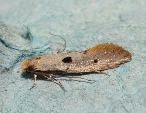Tinea trinotella Moth