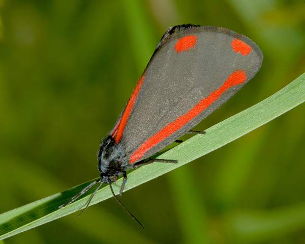Cinnabar Moth, Tyria jacobaea