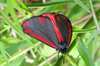 Cinnabar Moth, Tyria jacobaea 