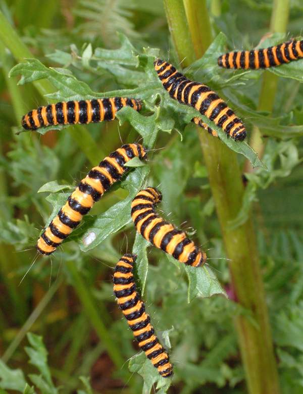 Caterpillars of the Cinnabar Moth, Tyria jacobaea, on Common Ragwort