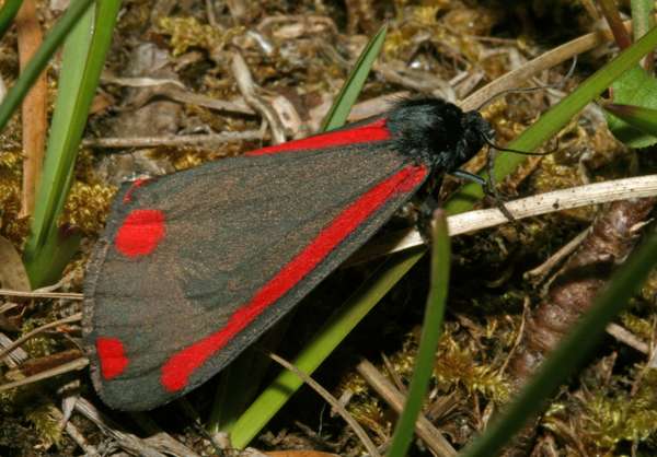 Cinnabar Moth, Tyria jacobaea, Gait Barrows NNR