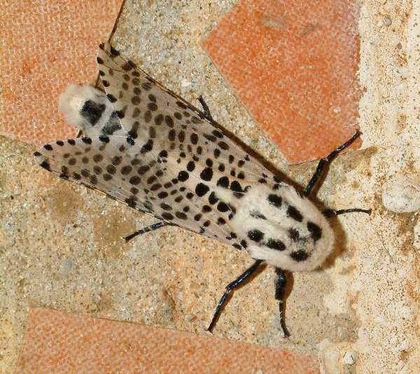 Leopard Moth, France, top view