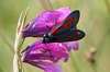 Zygaena purpuralis, Transparent Burnet Moth