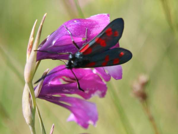 Six-spot Burnet Moth, Bulgaria