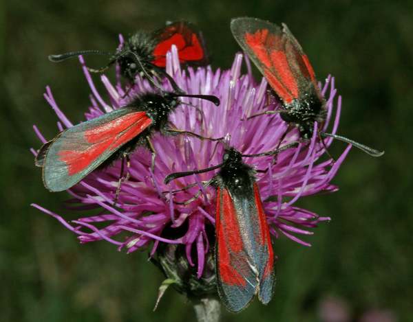 Transparent Burnet Moth, Zygaena purpuralis