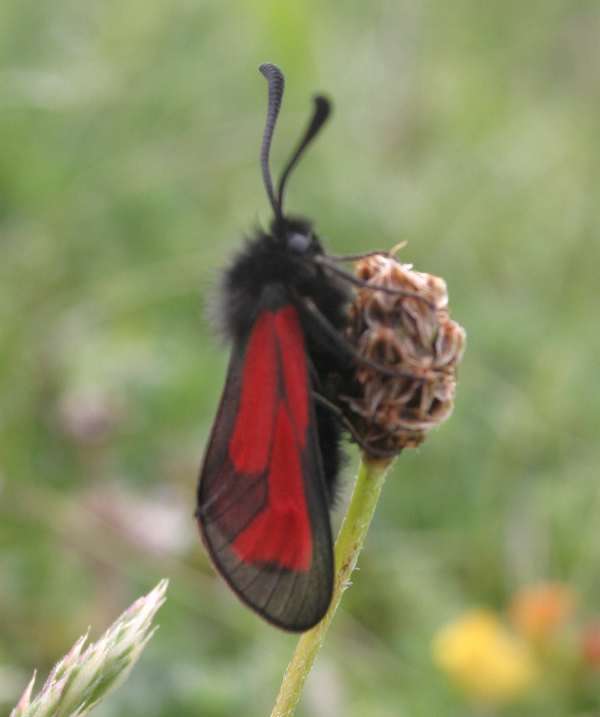 Transparent Burnet Moth, Zygaena purpuralis, top view