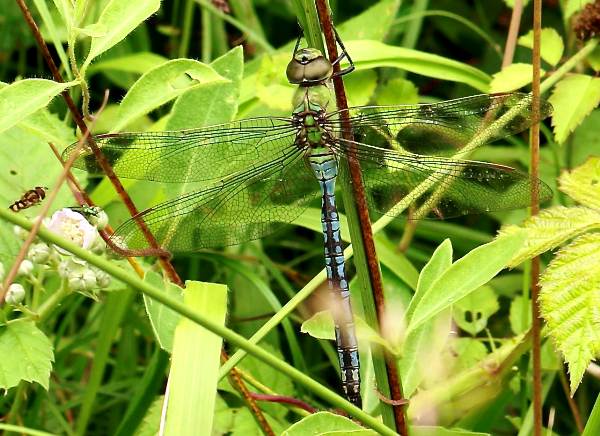 A male Emperor dragonfly