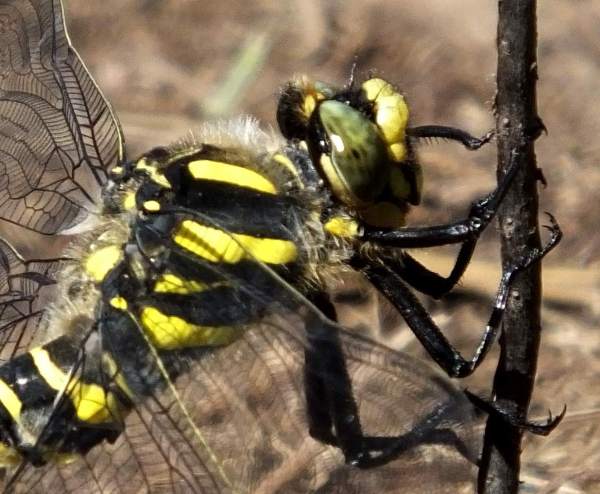 Golden-ringed Dragonfly, Cordulegaster boltonii (male) - closeup of head and thorax