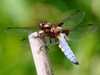 Libellula depressa - Broad0-bodied Chaser dragonfly