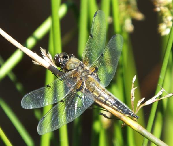 Male Four-spotted Chaser, Yorkshire