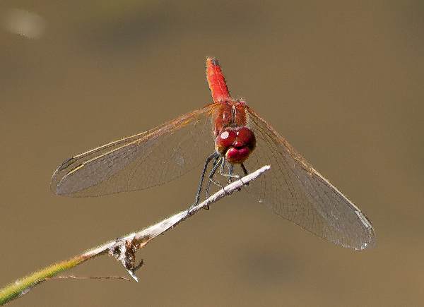 Sympetrum fonscolombii, Red-veined Darter, identification guide