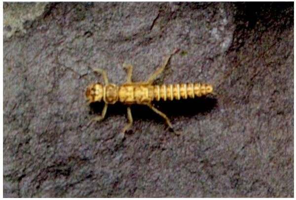 Yellow Sally stonefly larva