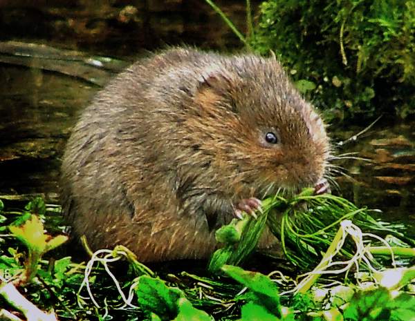 Water Vole, River Frome