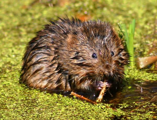 Water Vole, Cromford Canal