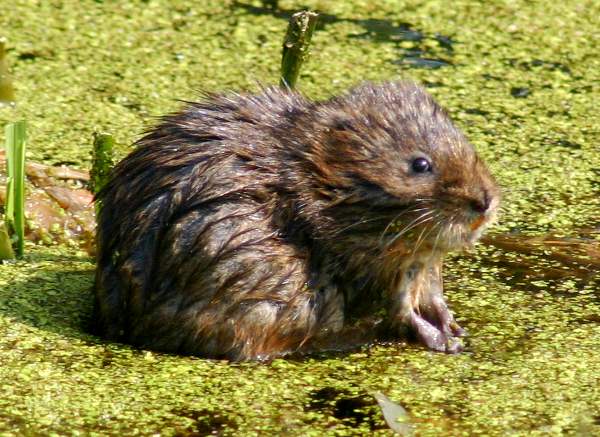 Water Vole on Duck Weed
