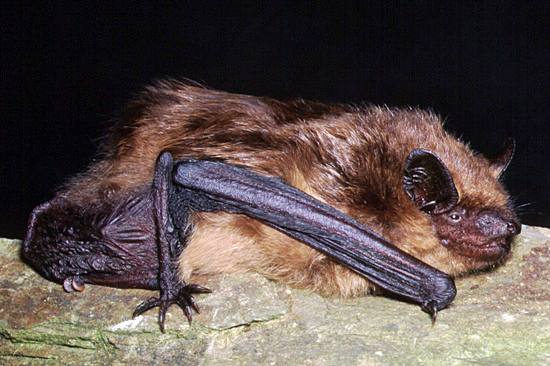 Eptesicus serotinus, Serotine Bat