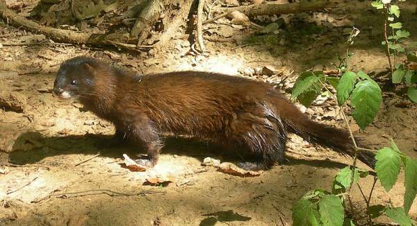 Mustella lutreola,  European Mink, France